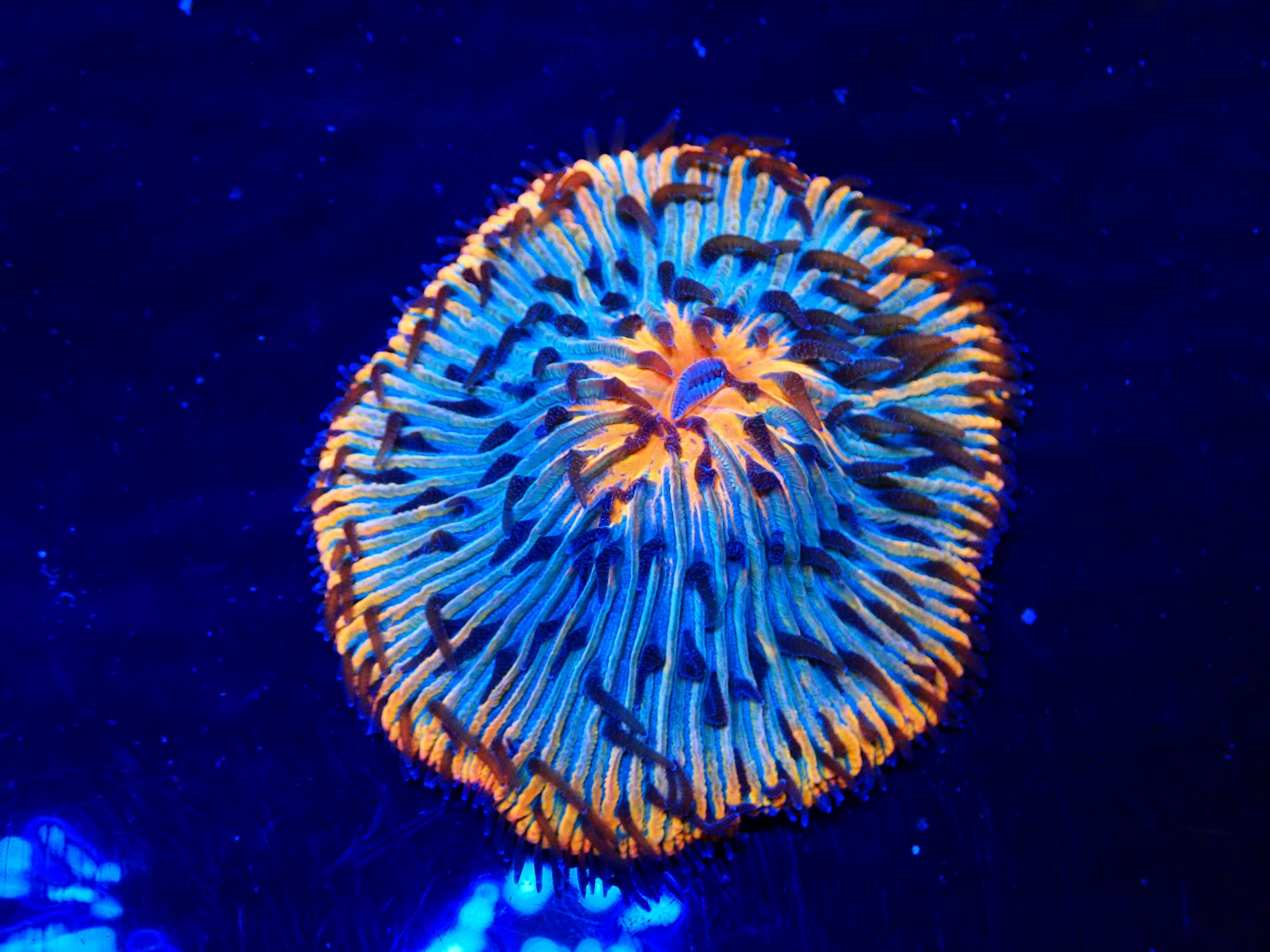 OLYMPUS DIGITAL CAMERA