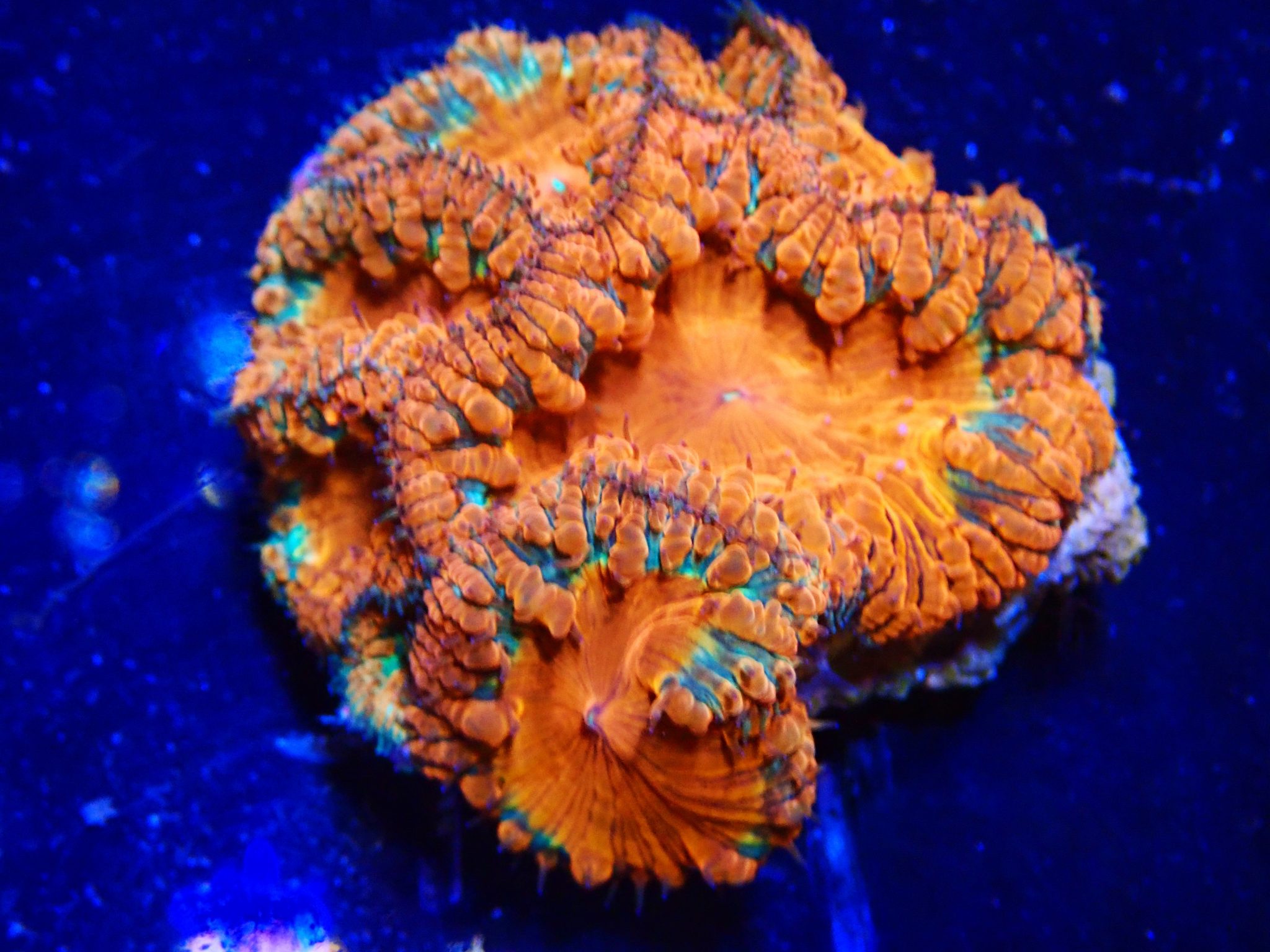 OLYMPUS DIGITAL CAMERA