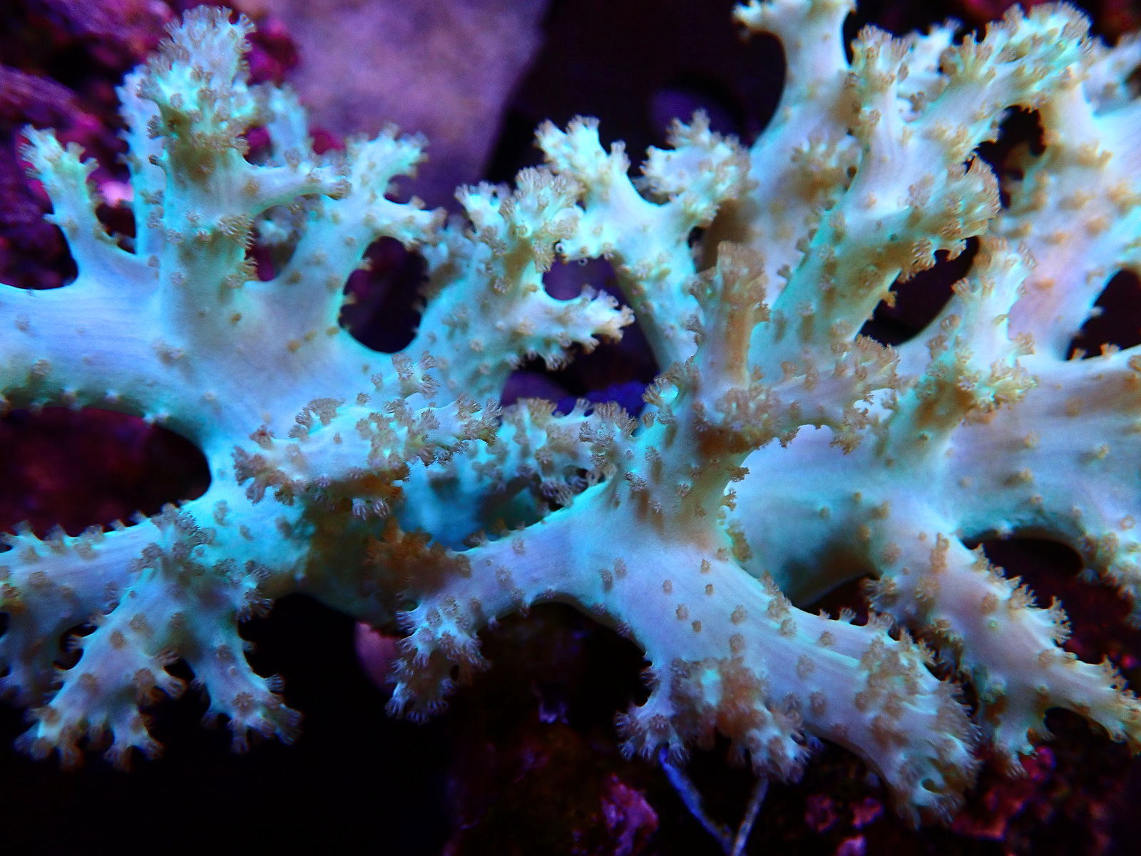 P9246639 - Düzenlendi