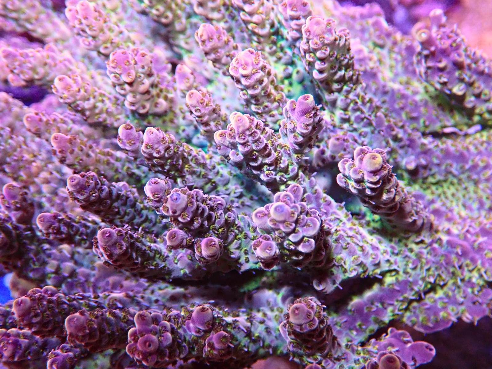 PA086759 - Düzenlendi