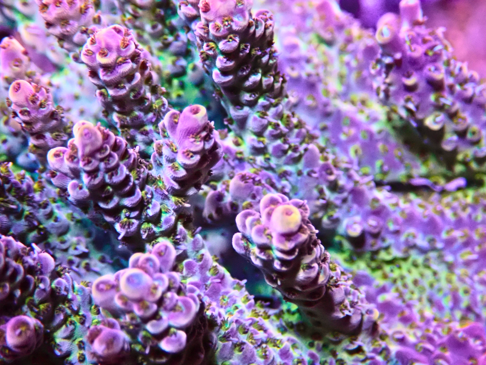 PA086761 - Düzenlendi