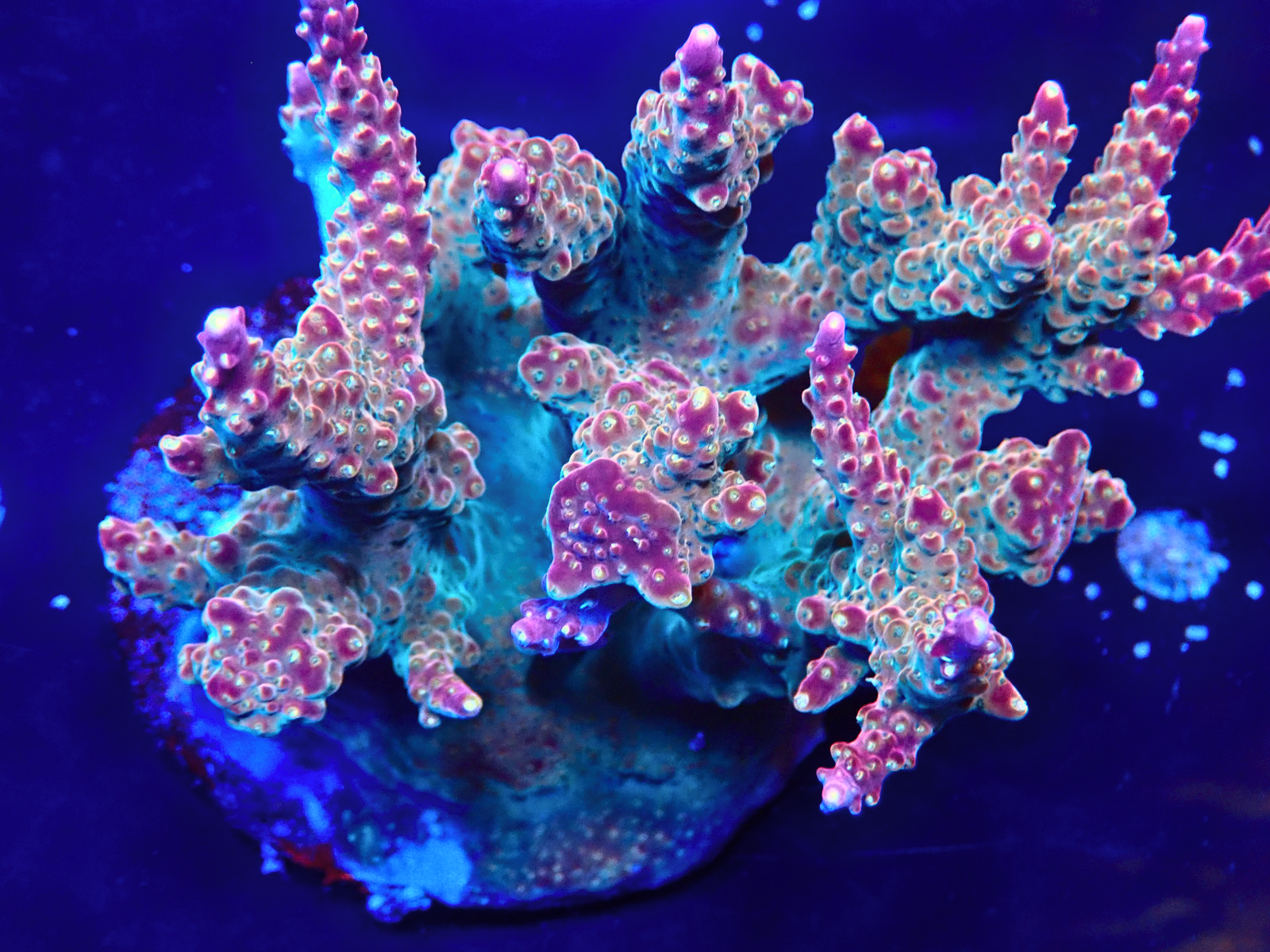 PA126775 - Düzenlendi