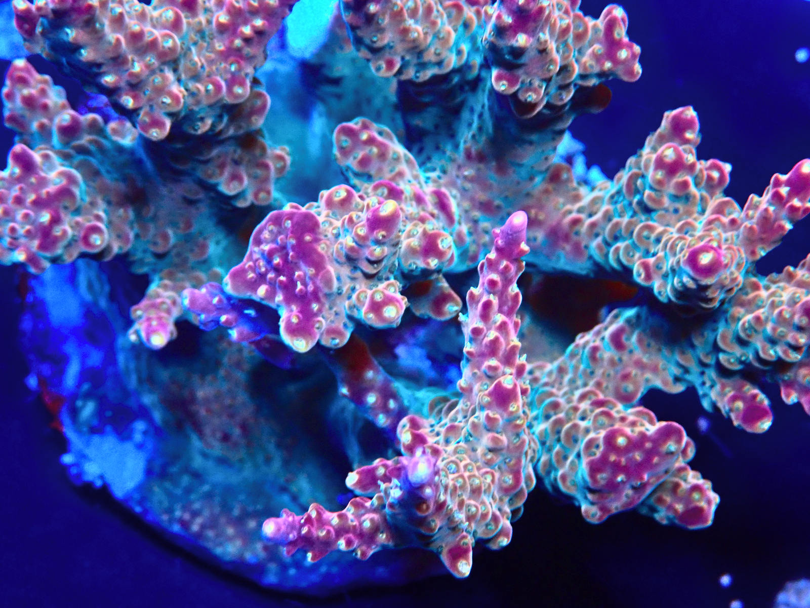 PA126776 - Düzenlendi