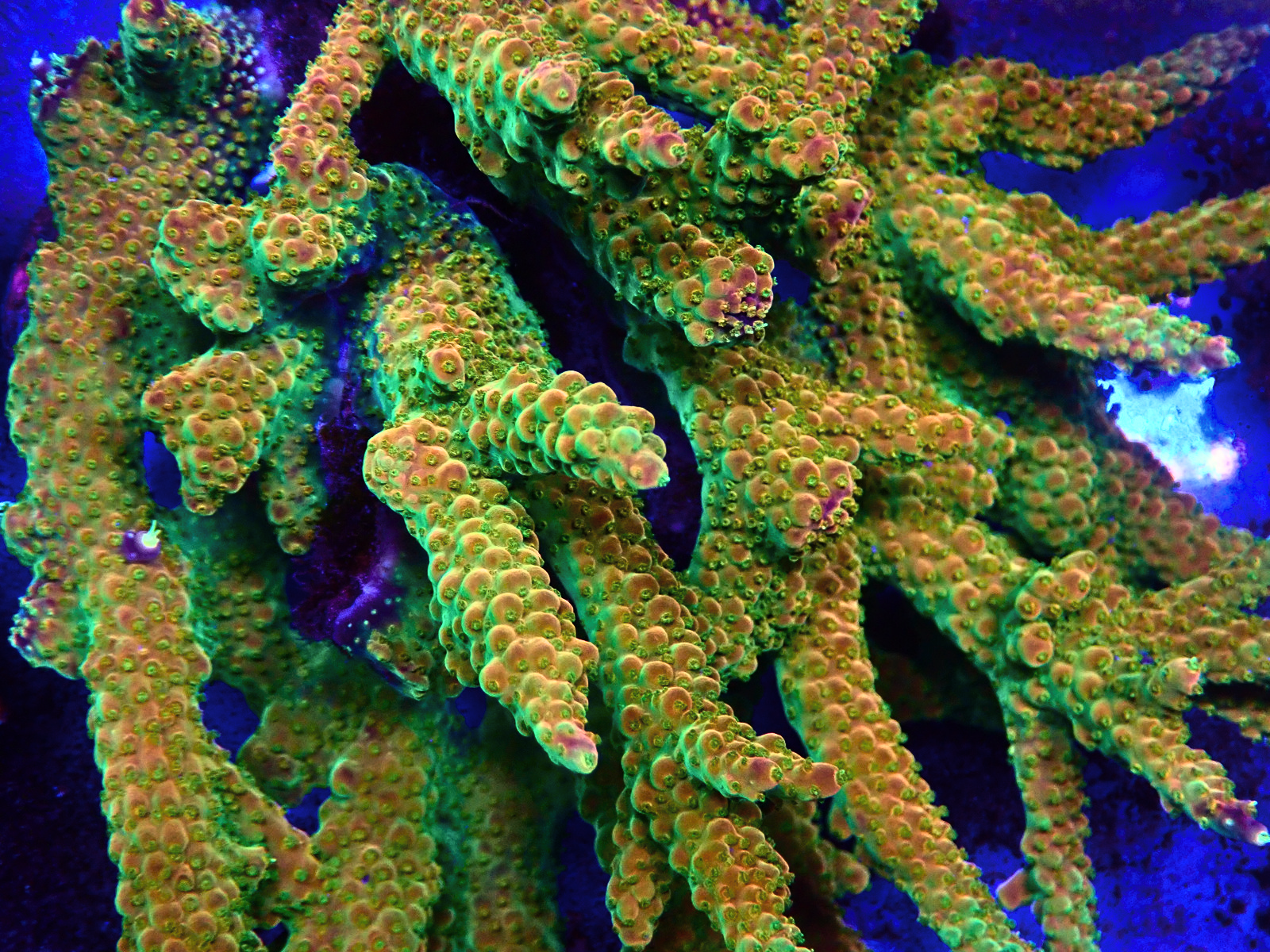 PA266812 - Düzenlendi