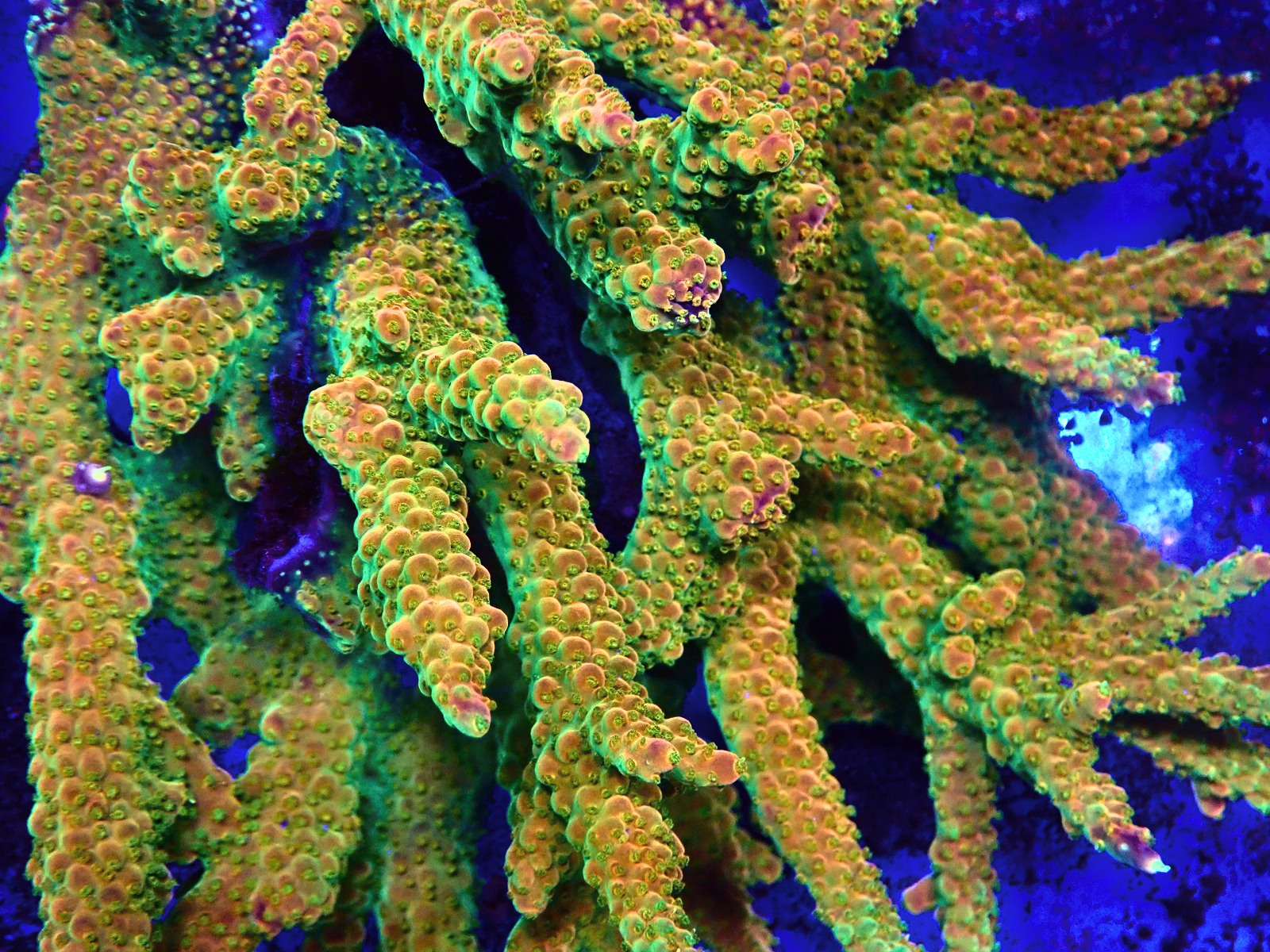 PA266841 - Düzenlendi