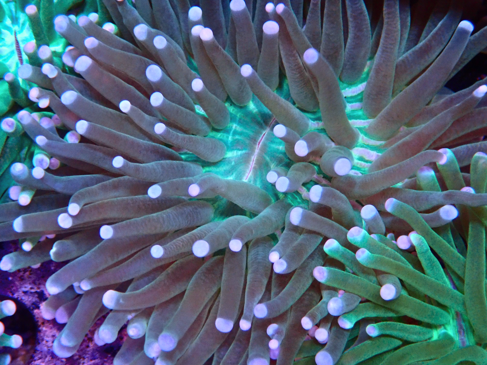 heliaFungia - Düzenlendi