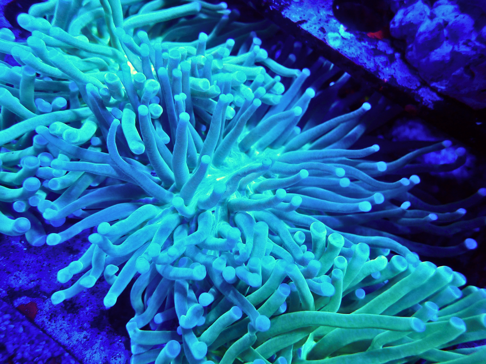 heliaFungia2 - Düzenlendi