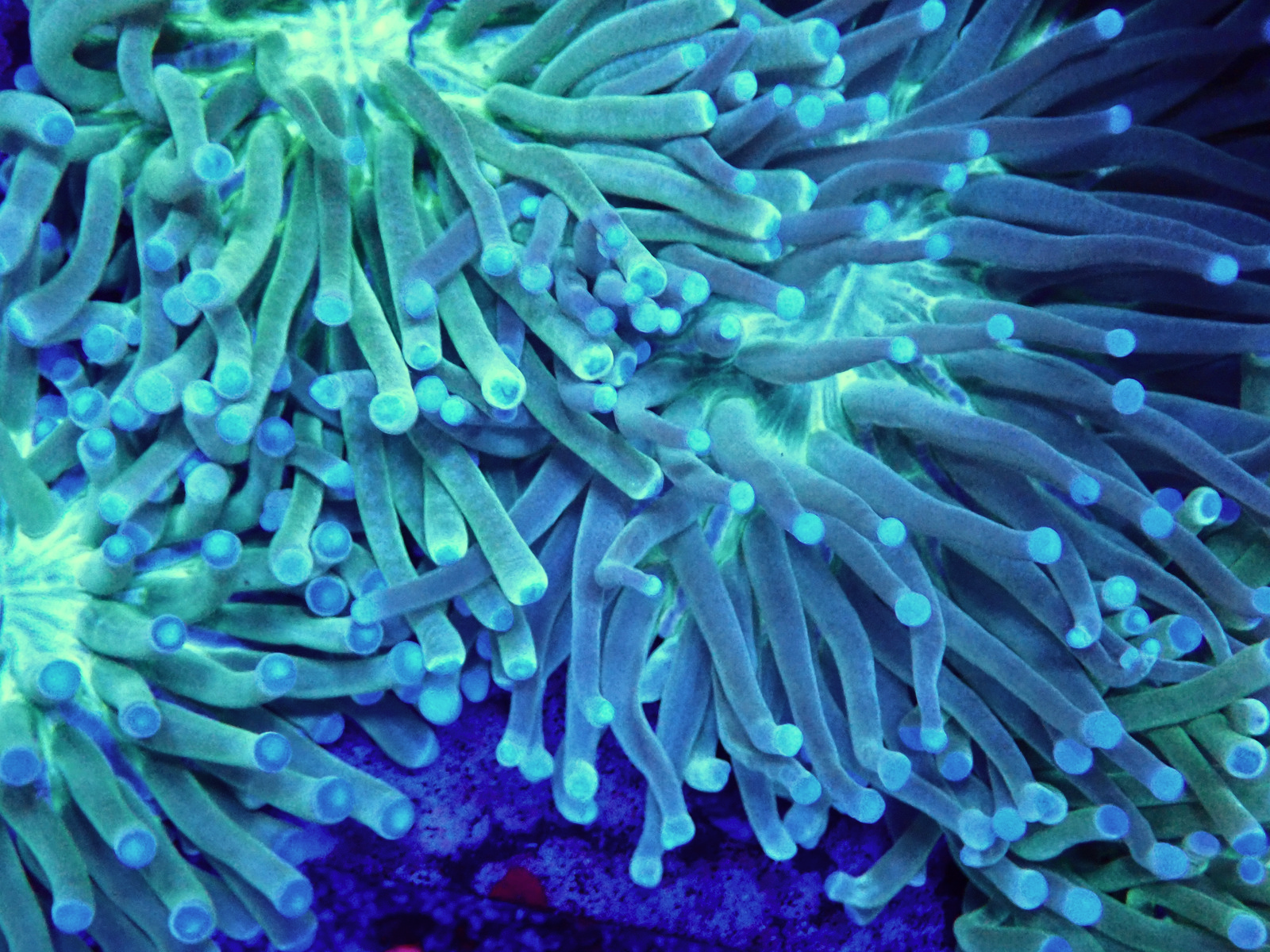 heliaFungia3 - Düzenlendi